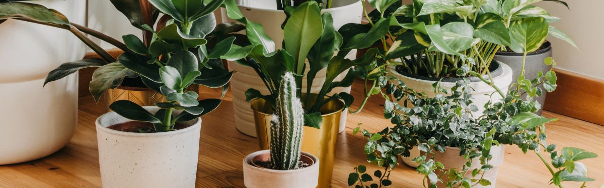 Groen in je interieur:Advies van A tot Z